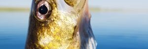A fish with an open mouth is hooked on a fishing line above calm blue water under a clear sky.