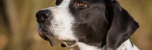 Black and white dog with short fur looking to the side, outdoors with a blurred background.