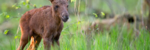 A young moose calf stands in tall green grass in a forest clearing, facing the camera.