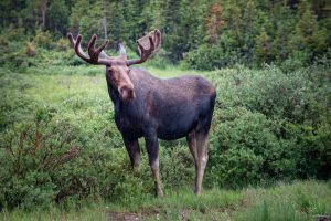 All About Moose Antlers