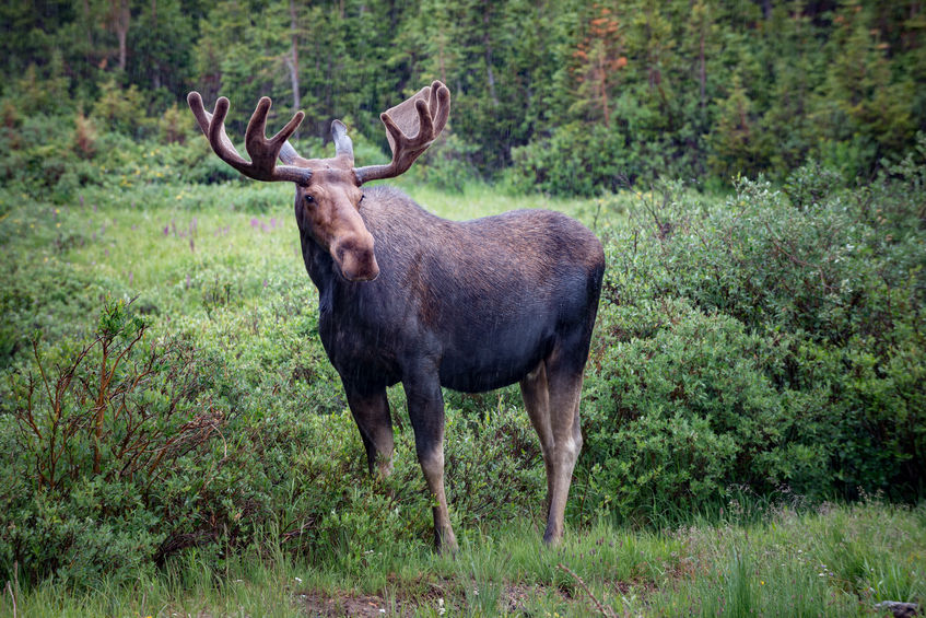 huge moose rack