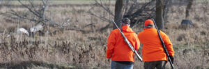 Two people in bright orange jackets walk through a field carrying rifles, likely participating in a hunting activity.