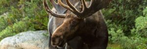 A moose with large, velvet-covered antlers stands in a grassy, forested area.