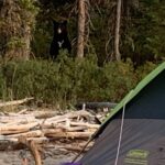A black bear stands partially hidden among trees near a campsite with a green tent in the foreground.